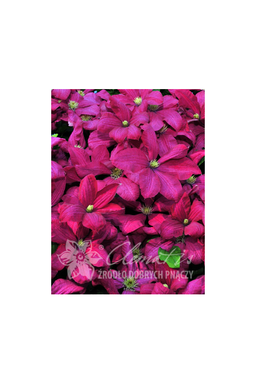 Powojnik 'Kryspina' | Clematis