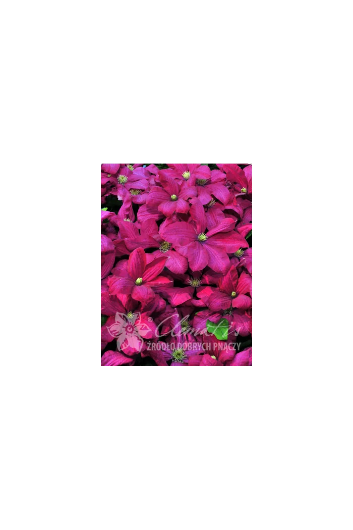 Powojnik 'Kryspina' | Clematis
