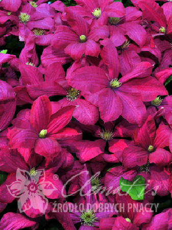 Powojnik 'Kryspina' | Clematis