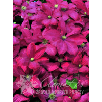Powojnik 'Kryspina' | Clematis