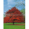 Ambrowiec amerykański | Liquidambar styraciflua
