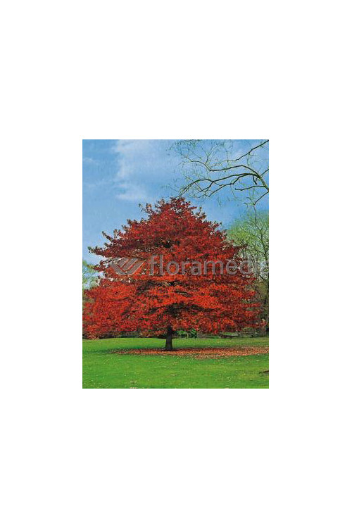 Ambrowiec amerykański | Liquidambar styraciflua