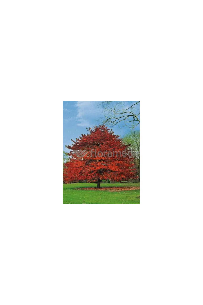 Ambrowiec amerykański | Liquidambar styraciflua