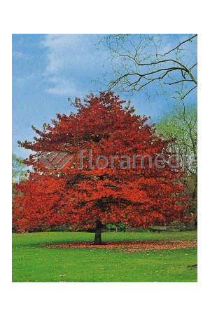 Ambrowiec amerykański | Liquidambar styraciflua