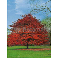 Ambrowiec amerykański | Liquidambar styraciflua
