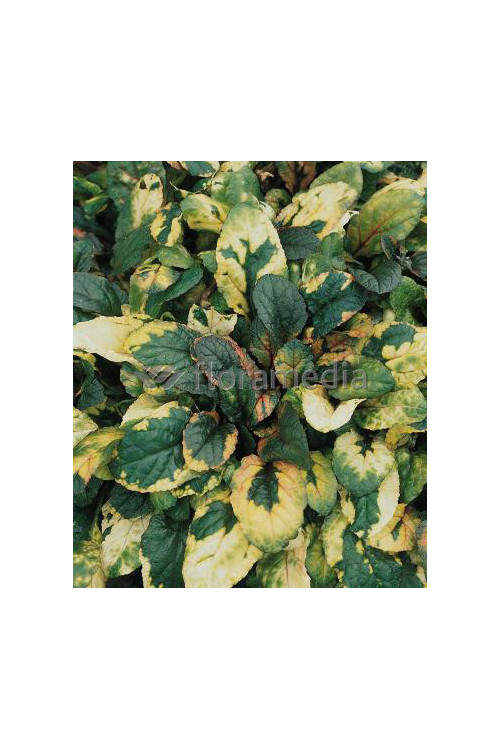 Dąbrówka rozłogowa 'Rainbow' Ajuga reptans