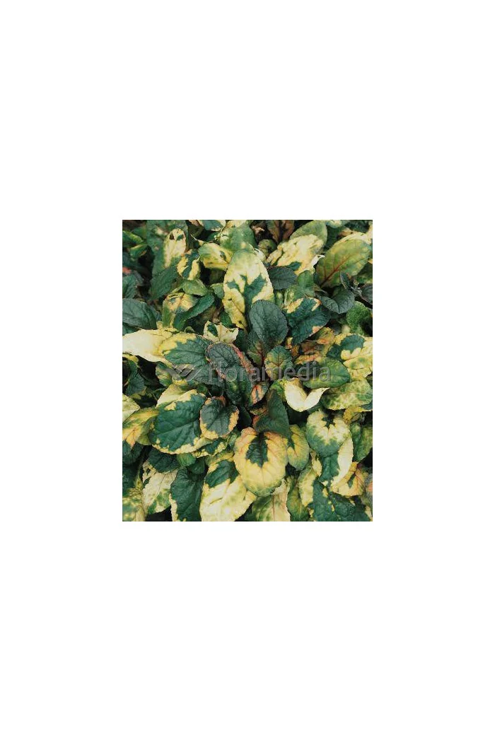 Dąbrówka rozłogowa 'Rainbow' Ajuga reptans