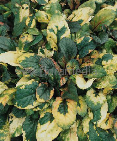 Dąbrówka rozłogowa 'Rainbow' Ajuga reptans