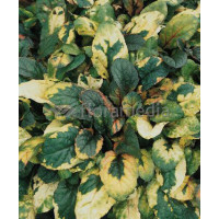 Dąbrówka rozłogowa 'Rainbow' Ajuga reptans