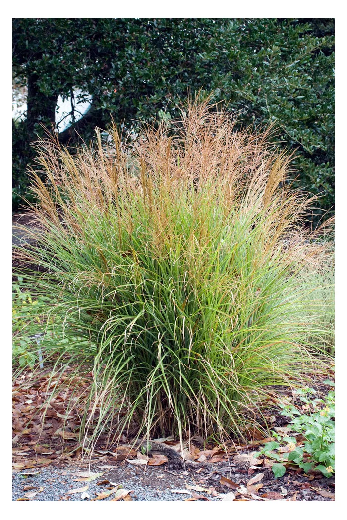 Miskant chiński 'Adagio' | Miscanthus sinensis