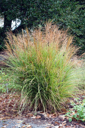 Miskant chiński 'Adagio' | Miscanthus sinensis