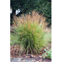 Miskant chiński 'Adagio' | Miscanthus sinensis