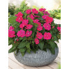 Sunpatiens (Niecierpek) 'Magenta' div class'lat' Impatiens /div