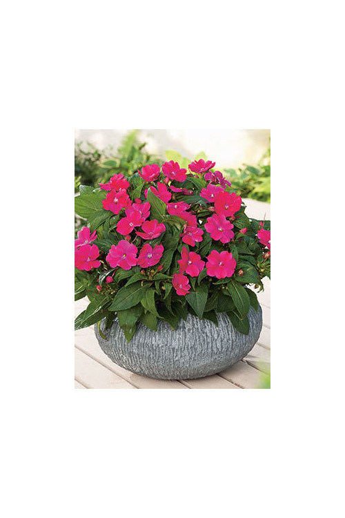 Sunpatiens (Niecierpek) 'Magenta' div class'lat' Impatiens /div