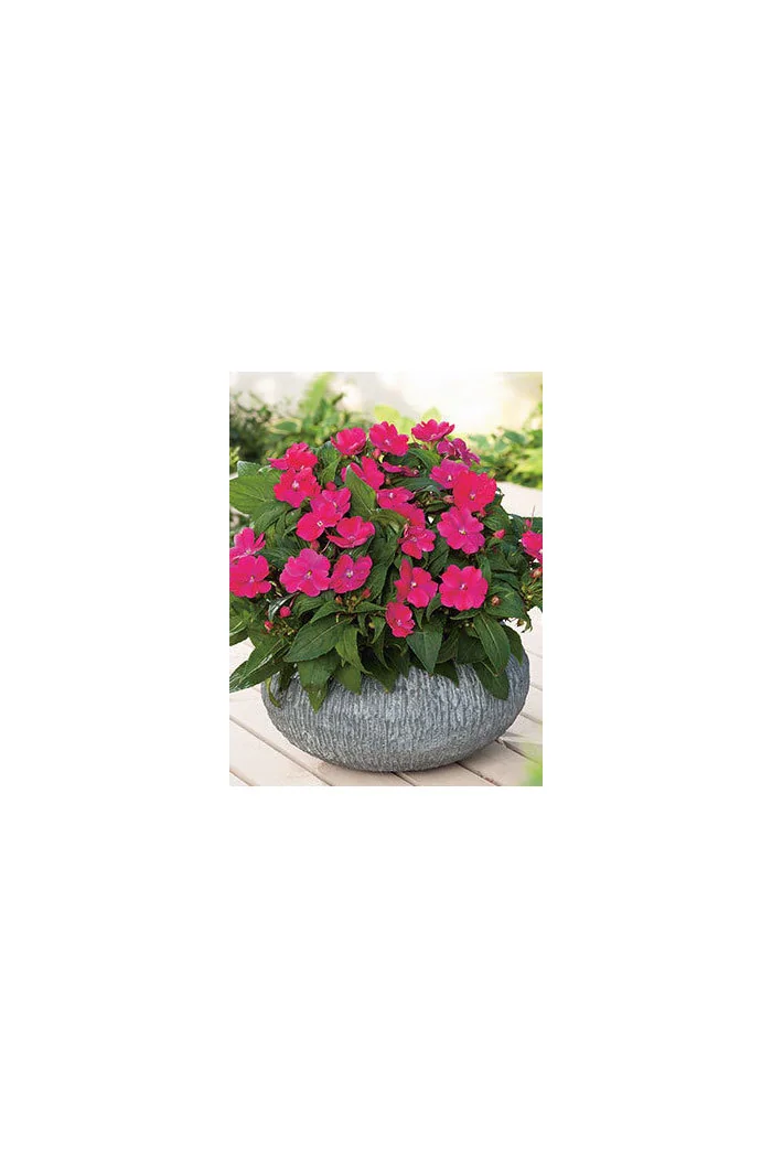 Sunpatiens (Niecierpek) 'Magenta' div class'lat' Impatiens /div