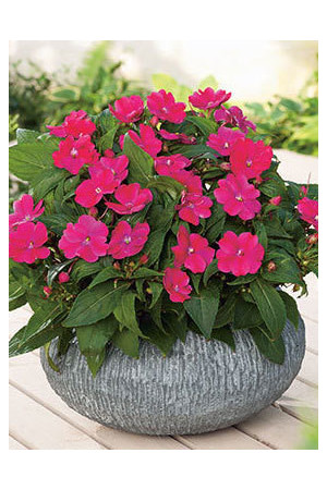 Sunpatiens (Niecierpek) 'Magenta' div class'lat' Impatiens /div
