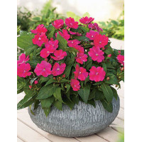 Sunpatiens (Niecierpek) 'Magenta' div class'lat' Impatiens /div