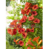 Milin amerykański 'Gabor' | Campsis radicans
