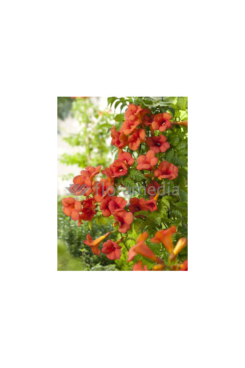 Milin amerykański 'Gabor' | Campsis radicans