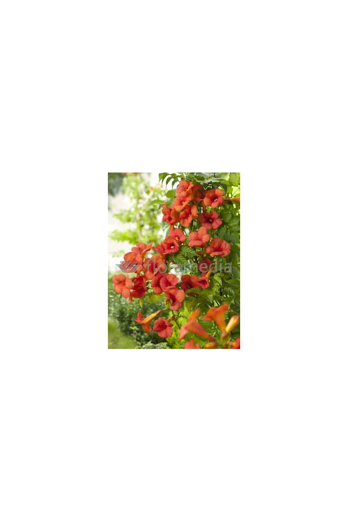 Milin amerykański 'Gabor' | Campsis radicans