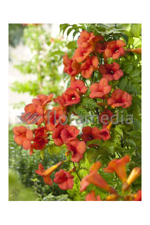 Milin amerykański 'Gabor' | Campsis radicans