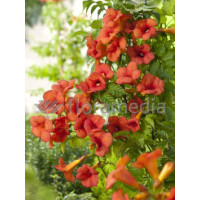 Milin amerykański 'Gabor' | Campsis radicans