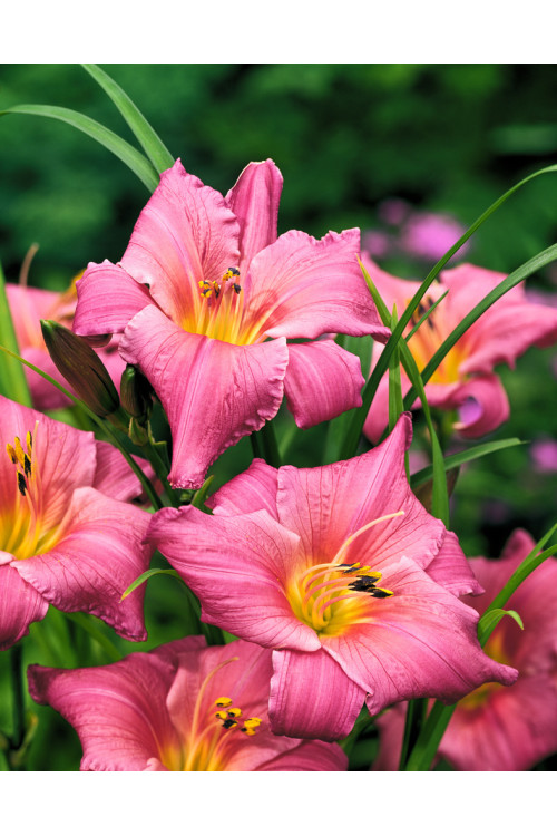 liliowiec, hemerocallis