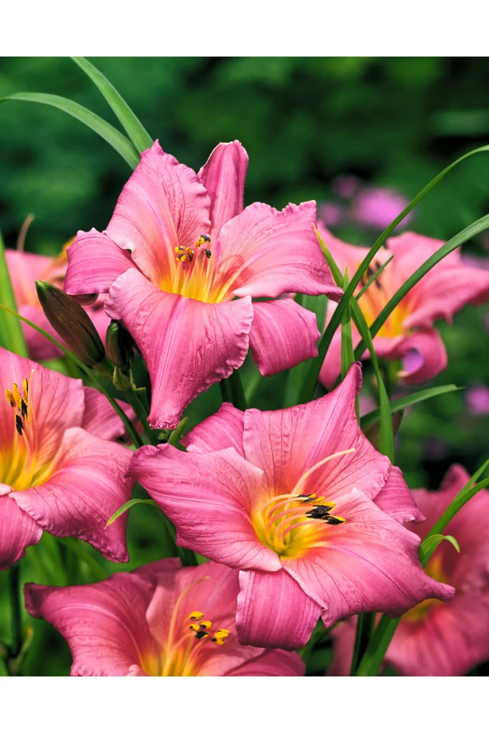 liliowiec, hemerocallis