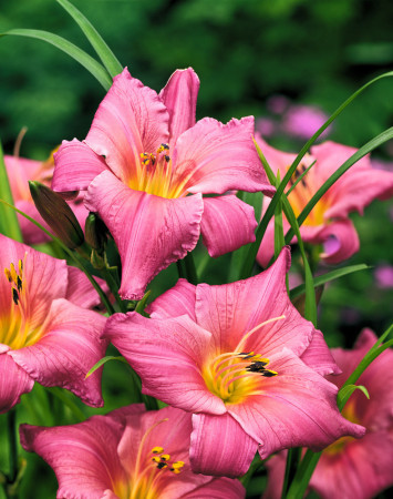 liliowiec, hemerocallis