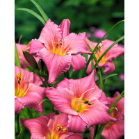 liliowiec, hemerocallis