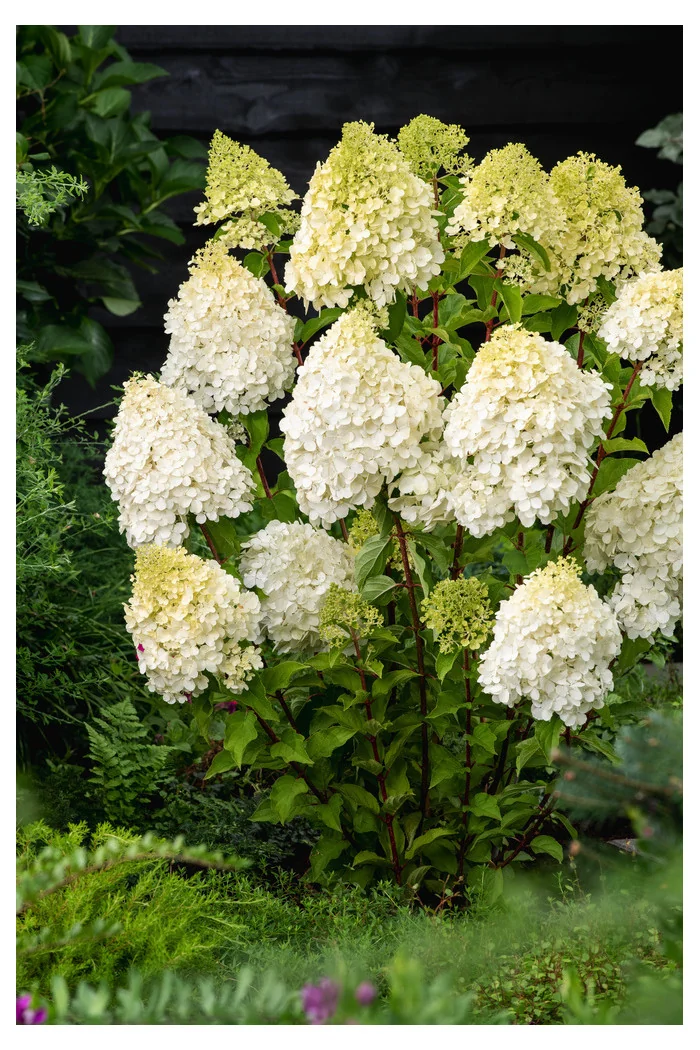 Hortensja bukietowa 'Hercules' | Hydrangea paniculata
