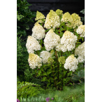 Hortensja bukietowa 'Hercules' | Hydrangea paniculata