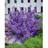 Kocimiętka Faassena 'Walker's Low' | Nepeta faassenii