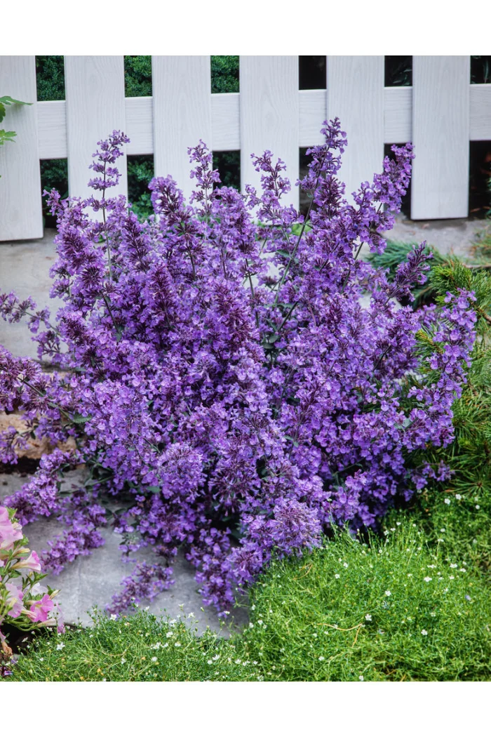 Kocimiętka Faassena 'Walker's Low' | Nepeta faassenii