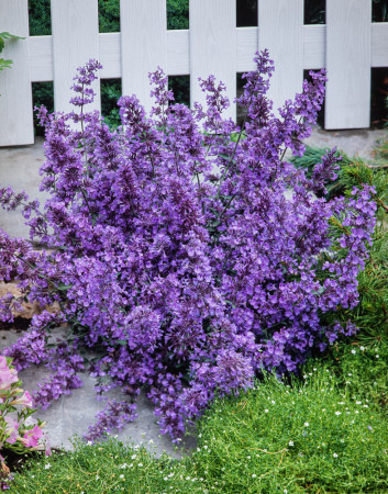 Kocimiętka Faassena 'Walker's Low' | Nepeta faassenii