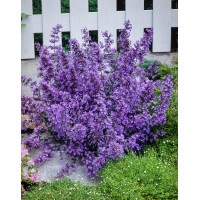 Kocimiętka Faassena 'Walker's Low' | Nepeta faassenii