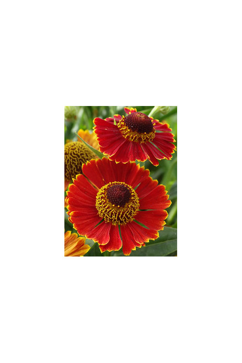 Dzielżan jesienny 'Poncho' | Helenium autumnale
