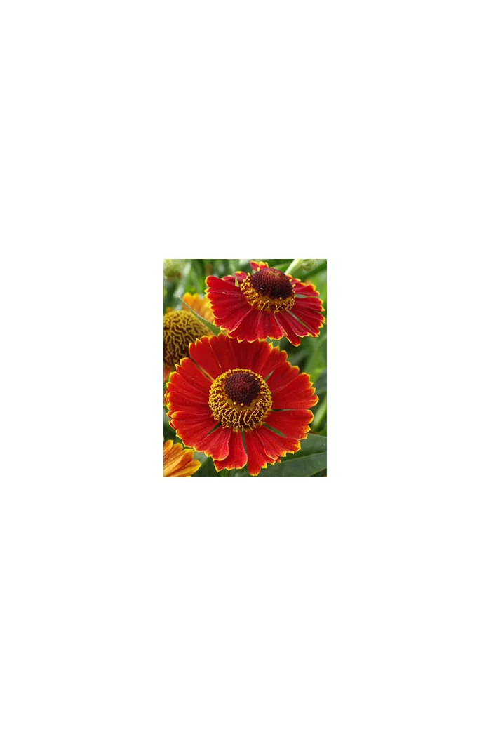 Dzielżan jesienny 'Poncho' | Helenium autumnale