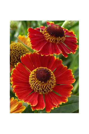 Dzielżan jesienny 'Poncho' | Helenium autumnale