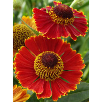 Dzielżan jesienny 'Poncho' | Helenium autumnale