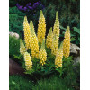 Łubin niski 'Gallery Yellow' | Lupinus nanus russell