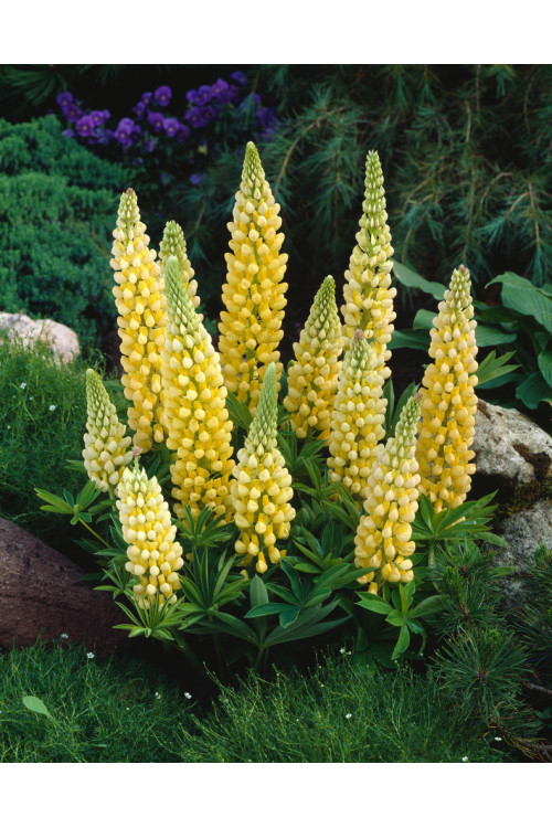 Łubin niski 'Gallery Yellow' | Lupinus nanus russell