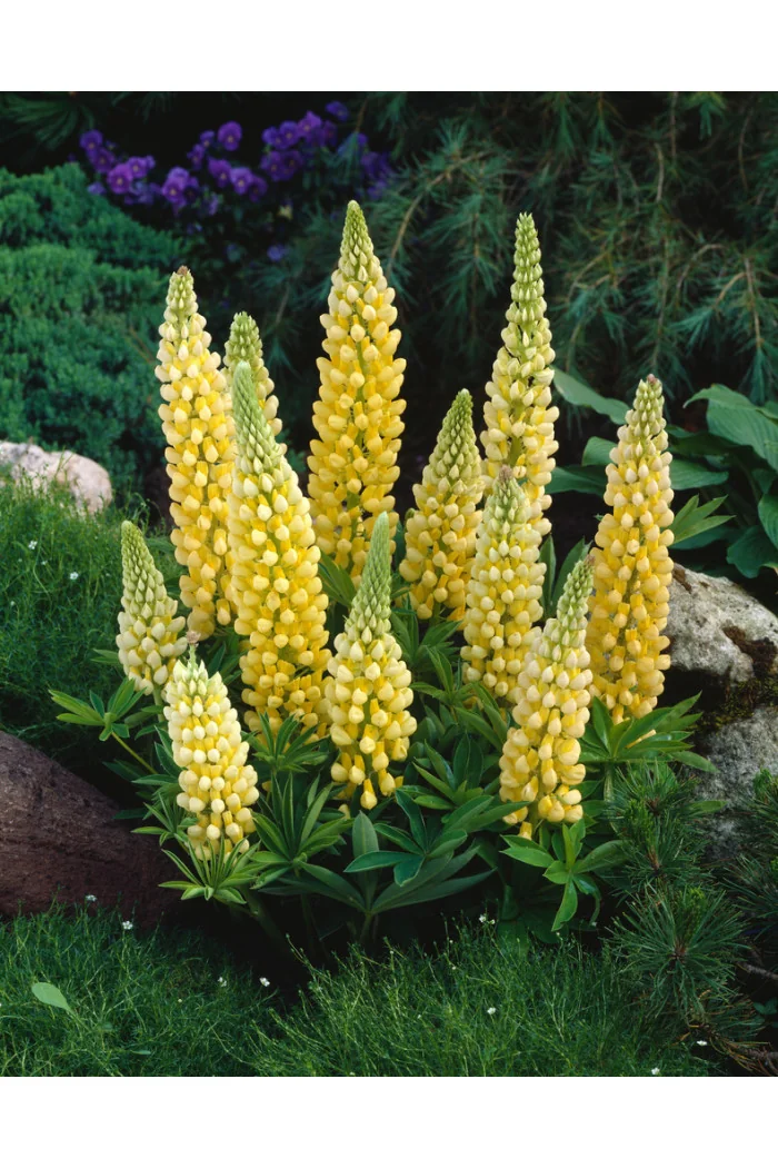 Łubin niski 'Gallery Yellow' | Lupinus nanus russell