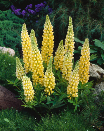 Łubin niski 'Gallery Yellow' | Lupinus nanus russell