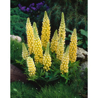 Łubin niski 'Gallery Yellow' | Lupinus nanus russell