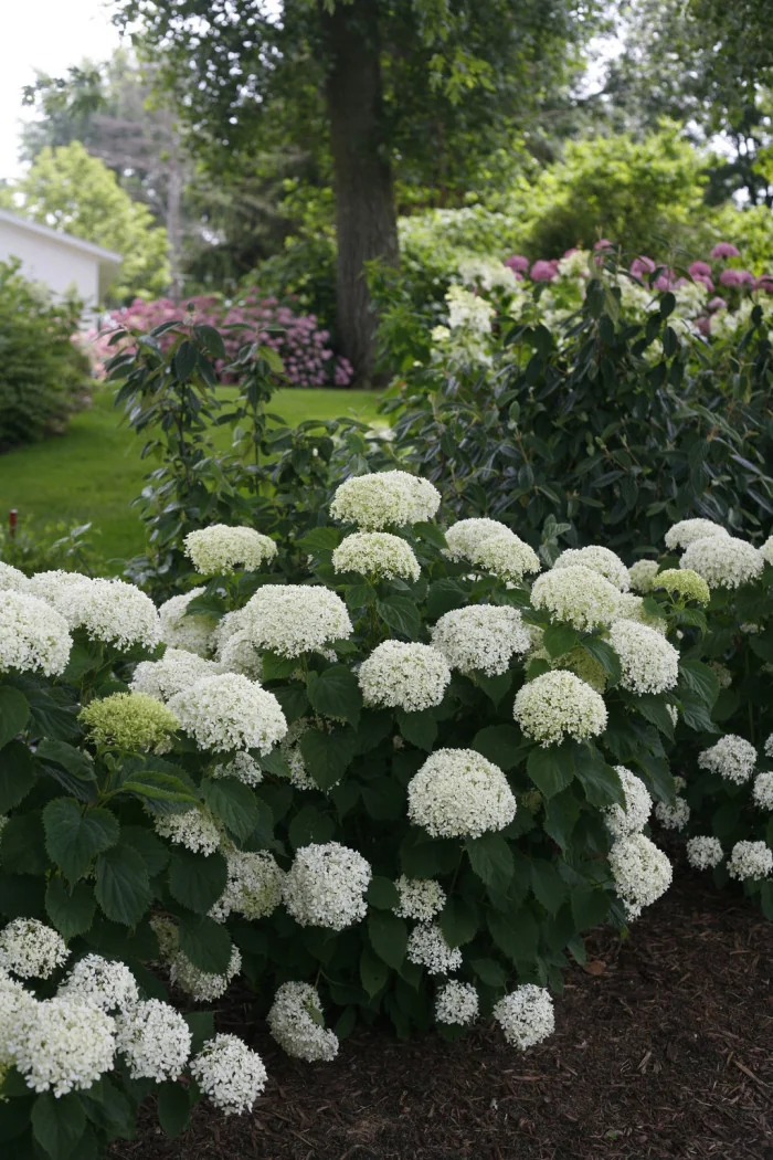 Hortensja drzewiasta 'Invincibelle Limetta' | Hydrangea arborescens