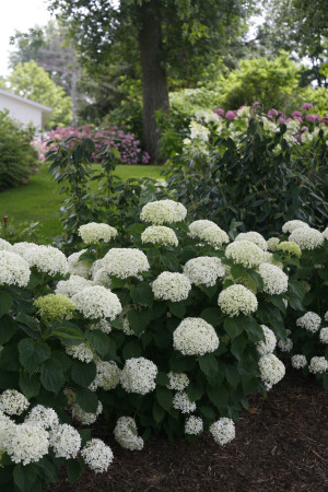 Hortensja drzewiasta 'Invincibelle Limetta' | Hydrangea arborescens