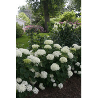 Hortensja drzewiasta 'Invincibelle Limetta' | Hydrangea arborescens