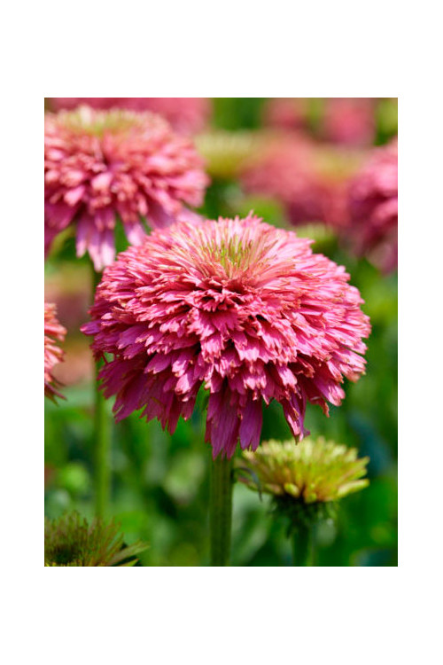 Jeżówka 'Pink Bonbon' Echinacea