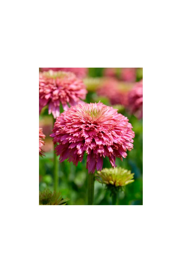 Jeżówka 'Pink Bonbon' Echinacea